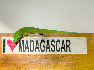 Image showing Koch's Day Gecko, Phelsuma kochi, Tsingy de Bemaraha Madagascar wildlife