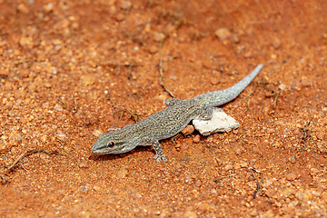 Image showing Thicktail day gecko, Phelsuma mutabilis, Miandrivazo, Madagascar wildlife