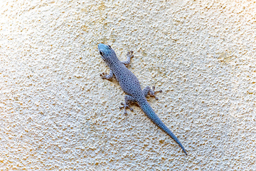 Image showing Thicktail day gecko, Phelsuma mutabilis, Tsingy De Bemaraha, Madagascar wildlife