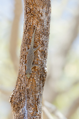 Image showing Thicktail day gecko, Phelsuma mutabilis - female, Arboretum d'Antsokay, Madagascar wildlife