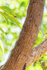 Image showing Thicktail day gecko, Phelsuma mutabilis - female, Tsingy De Bemaraha, Madagascar wildlife