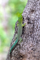 Image showing Standing's day gecko, Phelsuma standingi, Zombitse-Vohibasia, Madagascar