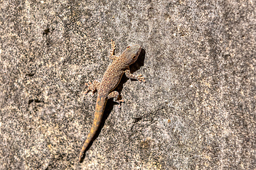 Image showing Thicktail day gecko or Bora's Day Gecko, genus Phelsuma probably mutabilis or borai, Tsingy De Bemaraha, Madagascar wildlife