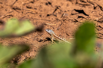 Image showing Chalarodon madagascariensis, Kirindy Forest. Madagascar wildlife