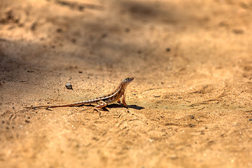 Image showing Chalarodon madagascariensis, Kirindy Forest. Madagascar wildlife