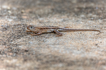Image showing Chalarodon madagascariensis, Tsingy De Bemaraha. Madagascar wildlife