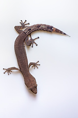 Image showing Greater Clawless Gecko, Ebenavia robusta, Ranomafana National Park, Madagascar wildlife