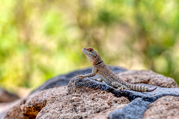 Image showing Cuvier's Madagascar Swift (Oplurus cuvieri), Miandrivazo, Menabe Madagascar wildlife