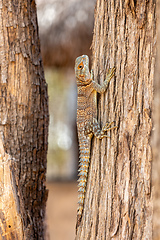 Image showing Cuvier's Madagascar Swift (Oplurus cuvieri), Kirindy Forest. Madagascar wildlife