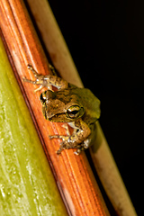 Image showing Boophis doulioti, frog from Tsingy de Bemaraha, Madagascar wildlife