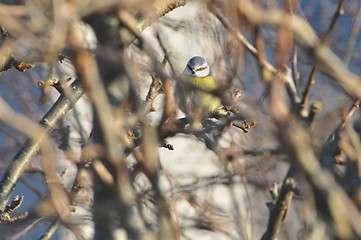 Image showing blue tit