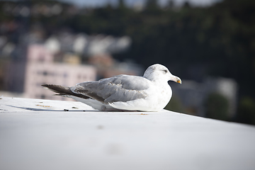 Image showing Seagull