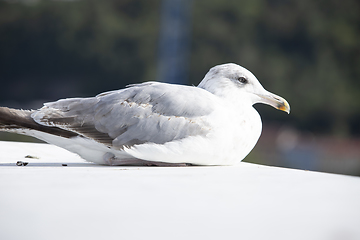 Image showing Seagull