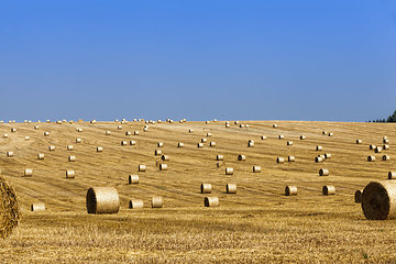 Image showing agricultural field with straw stacks