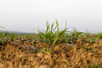 Image showing agricultural field in Europe