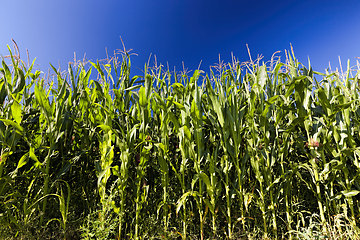 Image showing agricultural field where sweet corn is grown