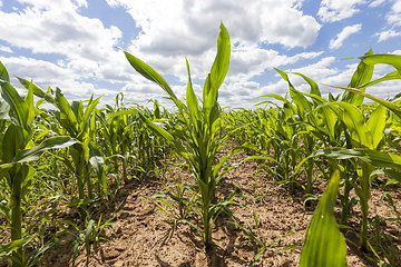 Image showing agricultural field with corn