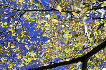 Image showing autumn and on birch trees,