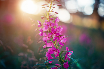 Image showing Summer wild flower lupine