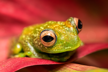 Image showing Elena's Treefrog, Boophis elenae, frog in Ranomafana National Park, Madagascar wildlife