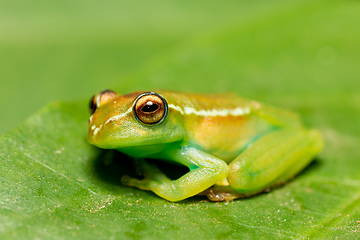 Image showing Boophis rappiodes, frog from Ranomafana National Park, Madagascar wildlife