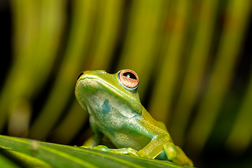 Image showing Boophis sibilans, frog from Ranomafana National Park, Madagascar wildlife