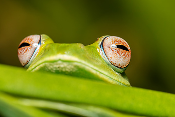 Image showing Boophis sibilans, frog from Ranomafana National Park, Madagascar wildlife