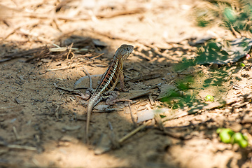 Image showing Chalarodon madagascariensis, Kirindy Forest. Madagascar wildlife