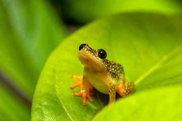 Image showing Starry Night Reed Frog, Heterixalus alboguttatus, Ranomafana. Madagascar wildlife