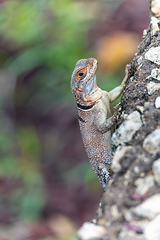 Image showing Cuvier's Madagascar Swift (Oplurus cuvieri), Tsingy de Bemaraha. Madagascar wildlife