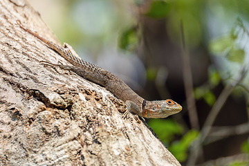 Image showing Cuvier's Madagascar Swift (Oplurus cuvieri), Tsingy de Bemaraha. Madagascar wildlife