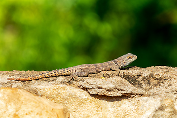 Image showing Cuvier's Madagascar Swift (Oplurus cuvieri), Miandrivazo, Menabe Madagascar wildlife