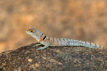 Image showing Cuvier's Madagascar Swift (Oplurus cuvieri), Miandrivazo, Menabe Madagascar wildlife