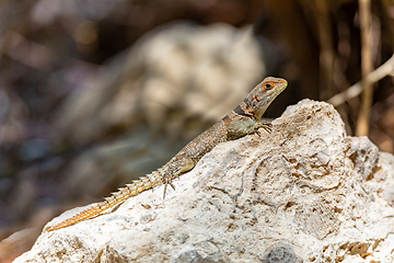 Image showing Cuvier's Madagascar Swift (Oplurus cuvieri), Tsingy de Bemaraha. Madagascar wildlife