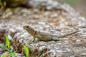 Image showing Cuvier's Madagascar Swift (Oplurus cuvieri), Tsingy de Bemaraha. Madagascar wildlife