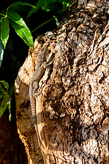 Image showing Cuvier's Madagascar Swift (Oplurus cuvieri), Tsingy de Bemaraha. Madagascar wildlife