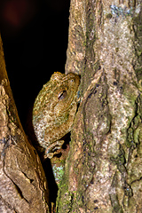 Image showing Platypelis grandis, endemic species of frog. Nosy Mangabe. Madagascar wildlife