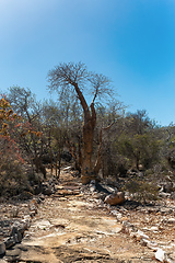 Image showing Tourist trail in Tsimanampetsotsa national park. Madagascar wilderness landscape.