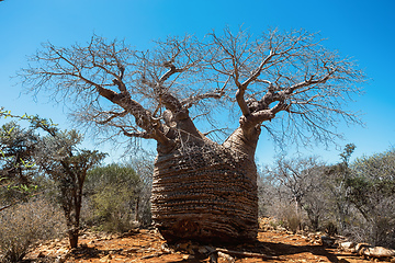 Image showing Grandmother Fony baobab, Adansonia rubrostipa, Tsimanampetsotsa national park. Madagascar