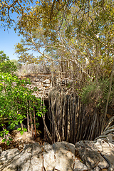 Image showing Massive banyan fig at sinkhole,Tsimanampetsotsa national park. Madagascar