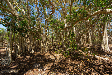 Image showing Massive banyan fig at sinkhole,Tsimanampetsotsa national park. Madagascar