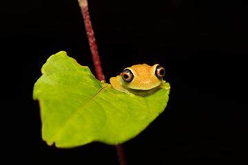Image showing Green Bright-Eyed Frog, Boophis Viridis, Andasibe-Mantadia National Park, Madagascar wildlife