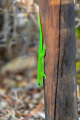 Image showing Phelsuma grandis, day gecko, Antsiranana, Madagascar wildlife