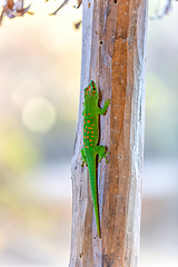 Image showing Phelsuma grandis, day gecko, Antsiranana, Madagascar wildlife