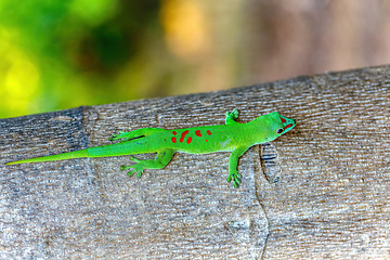 Image showing Phelsuma grandis, day gecko, Ankarana Special Reserve, Madagascar wildlife