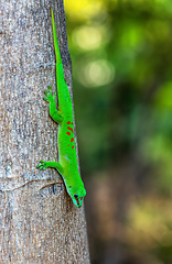 Image showing Phelsuma grandis, day gecko, Ankarana Special Reserve, Madagascar wildlife