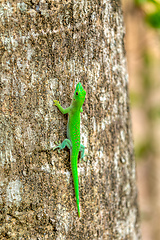 Image showing Koch's Day Gecko, Phelsuma kochi, Ankarafantsika National Park Madagascar wildlife