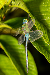 Image showing Madagascar Emperor, Anax tumorifer dragonfly, Tsingy de Bemaraha, Madagascar wildlife