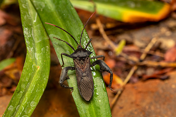 Image showing Leaf-footed Bug, Anoplocnemis madagascariensis, Tsingy de Bemaraha, Madagascar wildlife