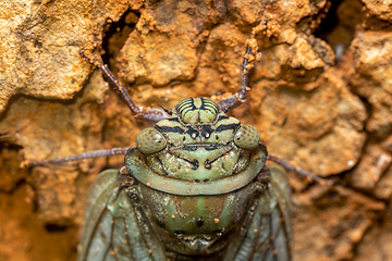 Image showing Yanga heathi, Cicada Tsingy de Bemaraha, Madagascar wildlife